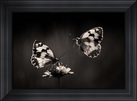 Framed Medioluto Nortea A Print
