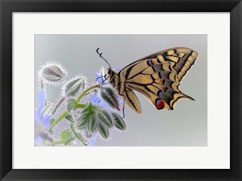 Framed Macaon Print