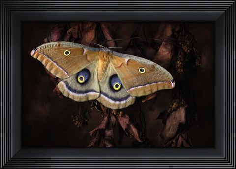 Framed Polyphemus Print
