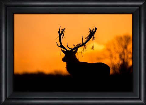 Framed Red Deer Stag Silhouette Print