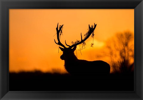 Framed Red Deer Stag Silhouette Print