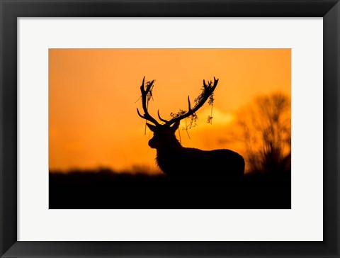 Framed Red Deer Stag Silhouette Print