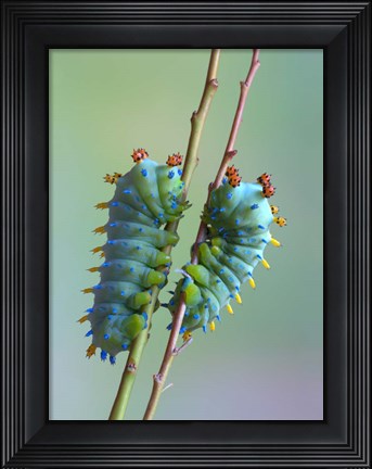 Framed Encounter Print