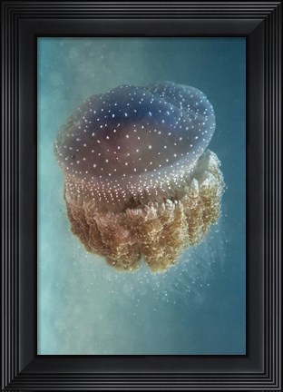 Framed Jellyfish - Phylorhiza Punctata Print