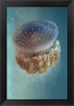 Framed Jellyfish - Phylorhiza Punctata Print