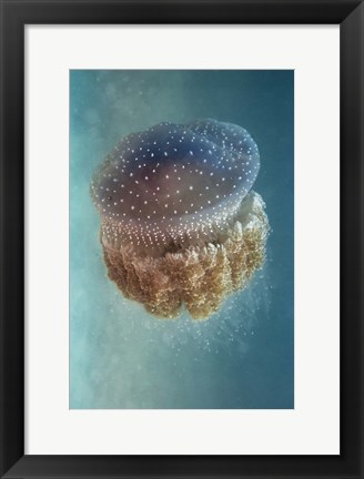 Framed Jellyfish - Phylorhiza Punctata Print