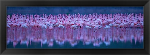 Framed Flamingos Print