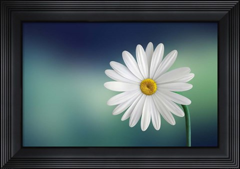Framed Flower Print