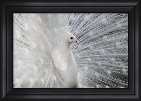 Framed As White As Snow Print