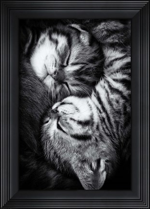 Framed Yin And Yang Print