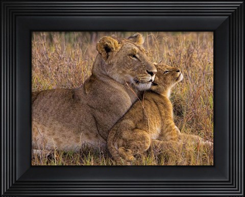 Framed Baby Lion With Mother Print