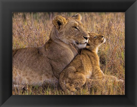 Framed Baby Lion With Mother Print