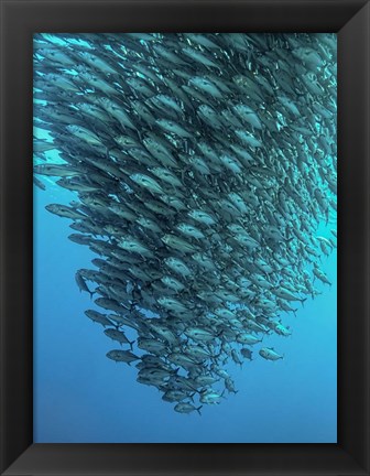 Framed Schooling Jackfishes Print