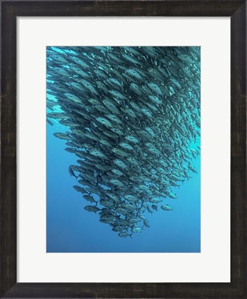 Framed Schooling Jackfishes Print