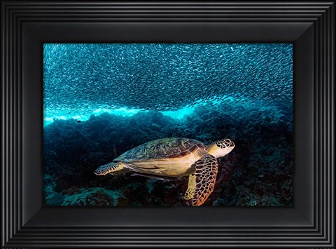Framed Turtle And Sardines Print