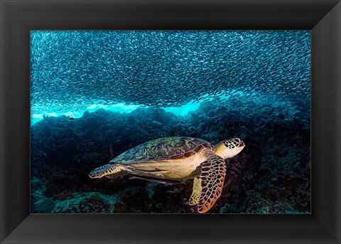 Framed Turtle And Sardines Print