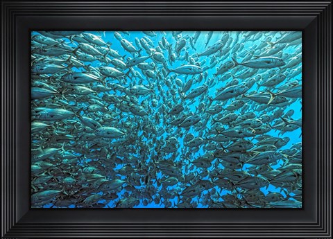 Framed Splitted School Of Jackfish Print