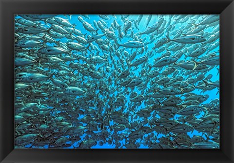 Framed Splitted School Of Jackfish Print