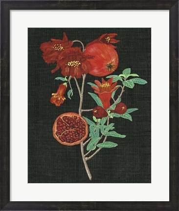 Framed Pomegranate Study I Print
