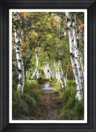 Framed Birch Path I Print