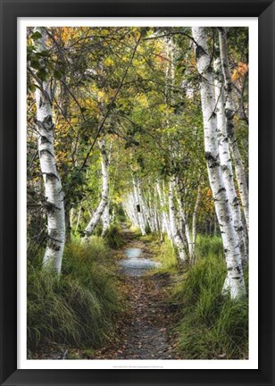 Framed Birch Path I Print
