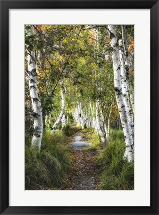 Framed Birch Path I Print