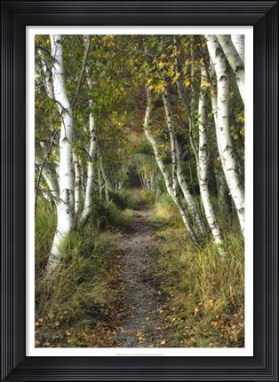 Framed Birch Path II Print