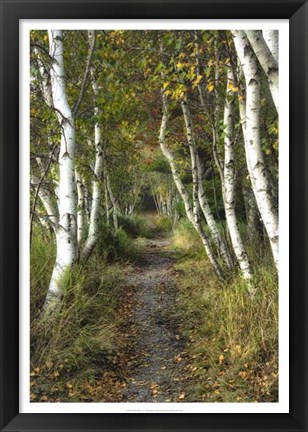 Framed Birch Path II Print