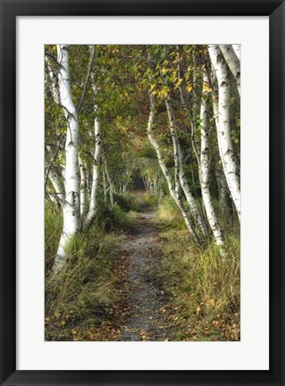 Framed Birch Path II Print