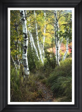 Framed Birch Path III Print