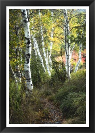 Framed Birch Path III Print