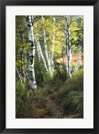 Framed Birch Path III Print