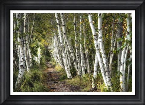 Framed Walk Through the Birch Trees Print
