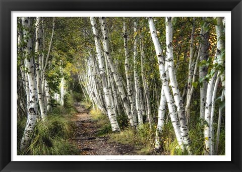 Framed Walk Through the Birch Trees Print