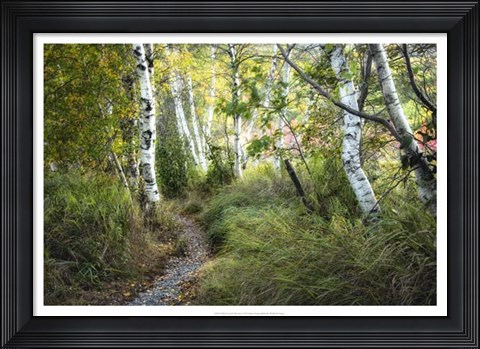Framed Birch Trees &amp; Tall Grass Print