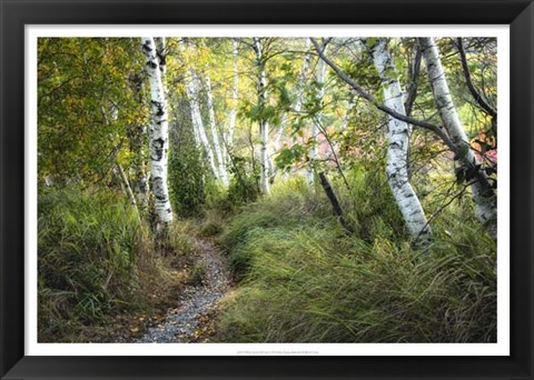 Framed Birch Trees &amp; Tall Grass Print