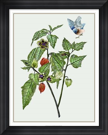 Framed Cape Gooseberry I Print