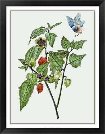 Framed Cape Gooseberry I Print