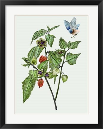 Framed Cape Gooseberry I Print