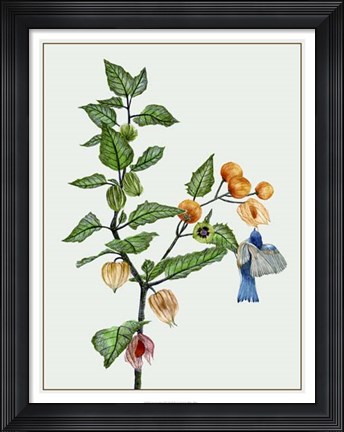 Framed Cape Gooseberry II Print