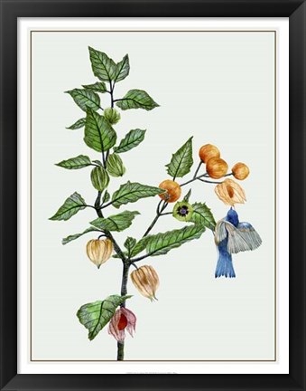 Framed Cape Gooseberry II Print