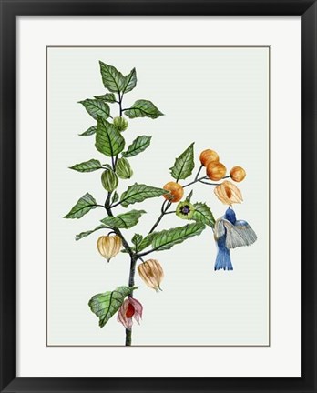 Framed Cape Gooseberry II Print