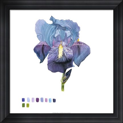 Framed Brighton Blooms IV Print