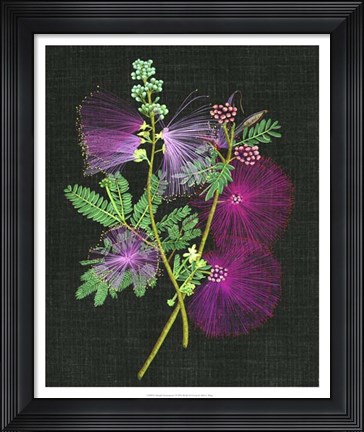 Framed Calliandra Surinamensis I Print