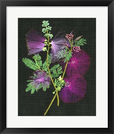 Framed Calliandra Surinamensis I Print