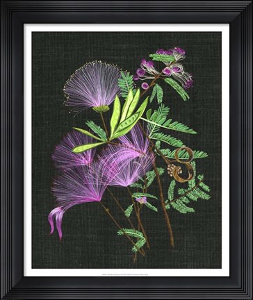 Framed Calliandra Surinamensis II Print