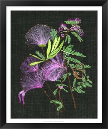 Framed Calliandra Surinamensis II Print