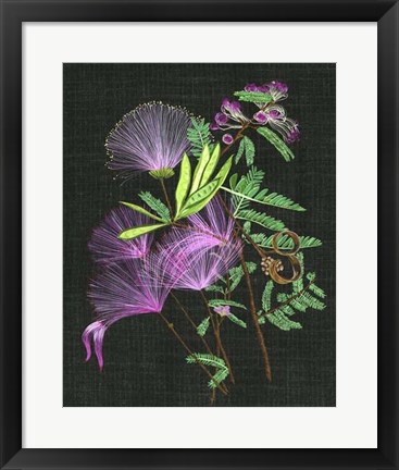 Framed Calliandra Surinamensis II Print