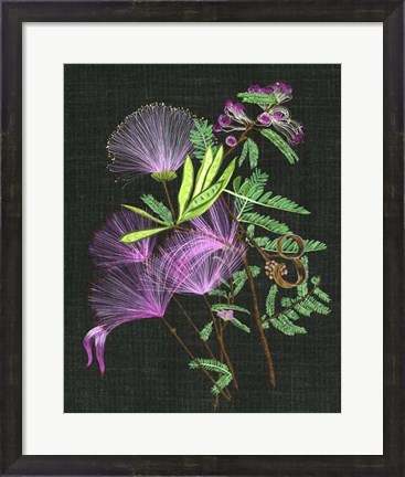 Framed Calliandra Surinamensis II Print
