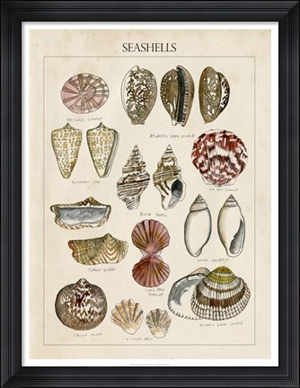 Framed Seashell Sketch I Print